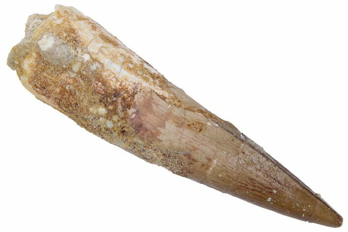 Fossil Spinosaurus Tooth - Real Dinosaur Tooth #222616